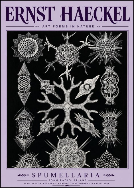 Ernst Haeckel Spumellaria No5 - Poster