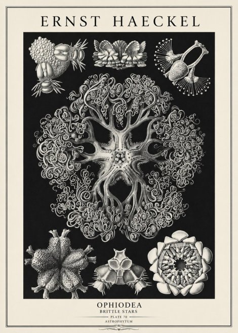 Ernst Haeckel Ophiodea - Brittle Stars II No3 - Poster