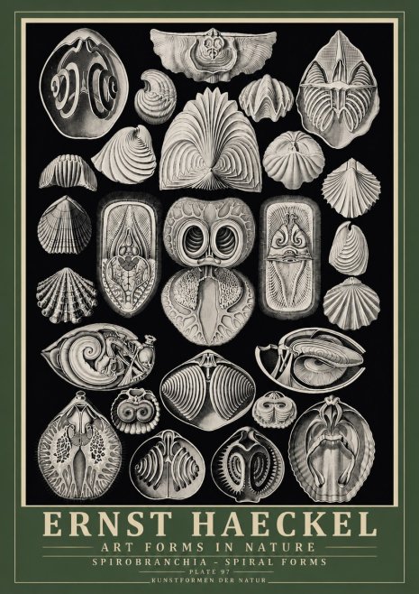 Ernst Haeckel Spirobranchia No6 - Poster