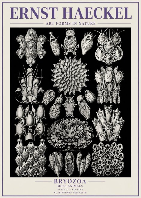 Ernst Haeckel Bryozoa No6 - Poster