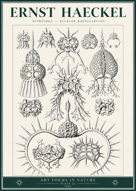 Ernst Haeckel Spyroidea - Puffball Radiolarians - Plate 22 No6 - Poster