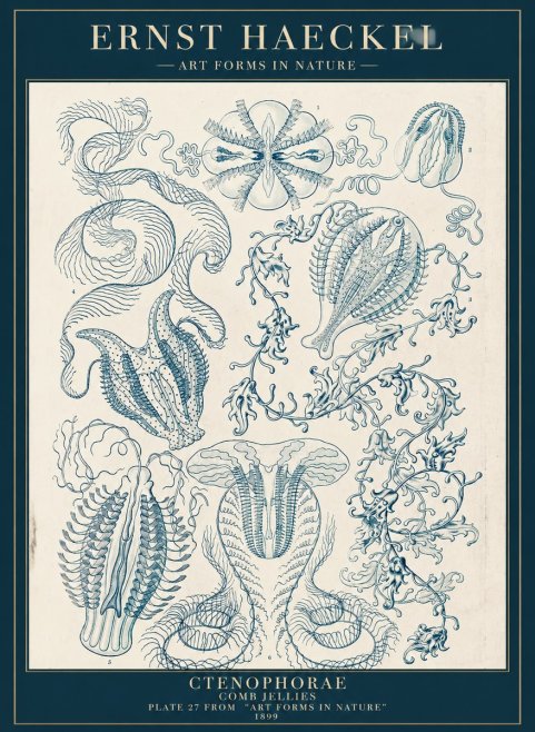 Ernst Haeckel Ctenophoræ – Comb Jellies No5 - Poster