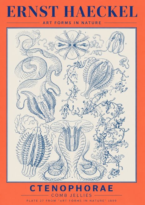 Ernst Haeckel Ctenophoræ – Comb Jellies No6 - Poster