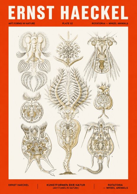 Ernst Haeckel Rotatoria - Wheel Animals No4 - Poster