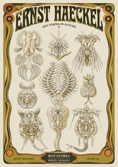 Ernst Haeckel Rotatoria - Wheel Animals No5 - Poster