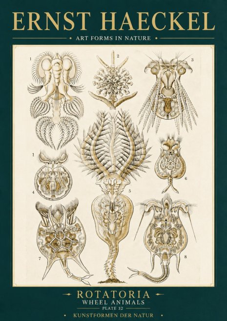 Ernst Haeckel Rotatoria - Wheel Animals No6 - Poster