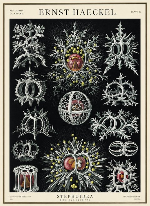 Ernst Haeckel Stephoidea No3 - Poster