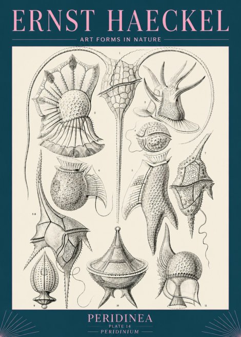Ernst Haeckel Peridinea No5 - Poster