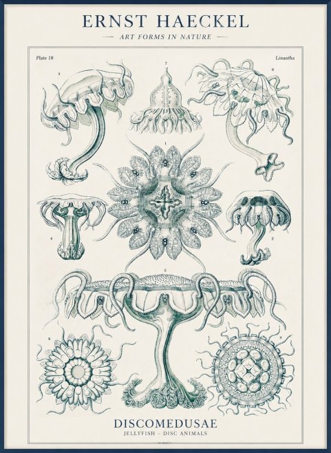 Ernst Haeckel Discomedusae. Jellyfishes. No4 - Poster