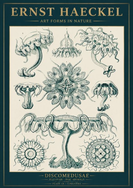 Ernst Haeckel Discomedusae. Jellyfishes. No5 - Poster