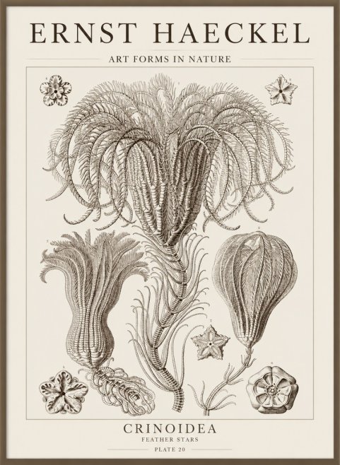 Ernst Haeckel Crinoidea - Palm Lilies No5 - Poster