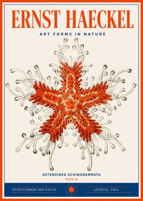 Ernst Haeckel Asteroidea Echinodermata Plate 28 No3 - Poster