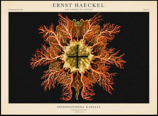 Ernst Haeckel Marine Organism No2 - Poster