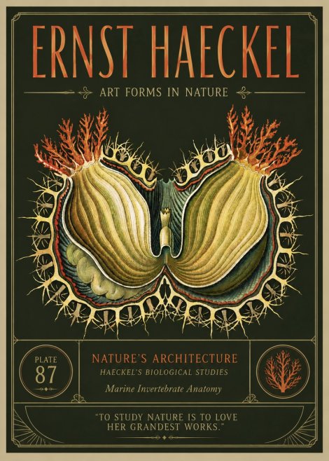 Ernst Haeckel Nature's Architecture No3 - Poster