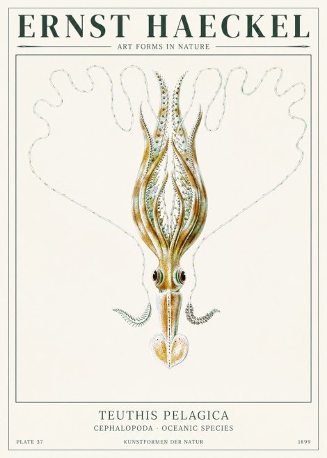 Ernst Haeckel Teuthis Pelagica No1 - Poster