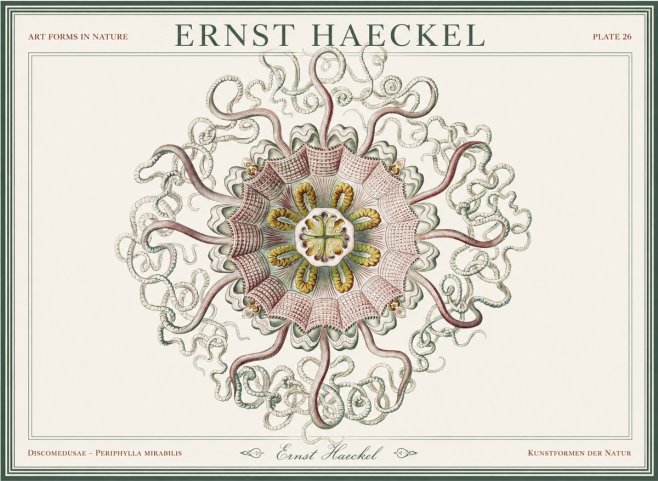 Ernst Haeckel Discomedusae – Actiniae No5 - Poster