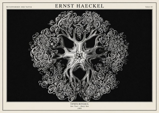 Ernst Haeckel Ophiuroidea Sea Tree - Deep Sea No1 - Poster