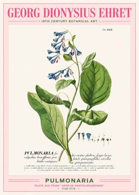 Georg Dionysius Ehret Pulmonaria No2 - Poster