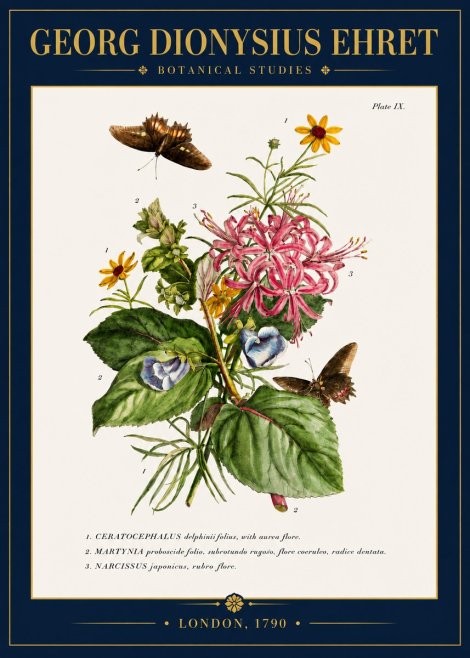 Georg Dionysius Ehret Botanical Studies - Plate Ix No4 - Poster