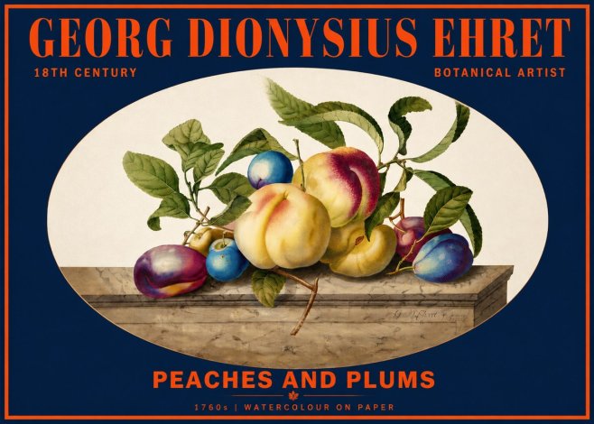 Georg Dionysius Ehret Plums & Peaches No6 - Poster