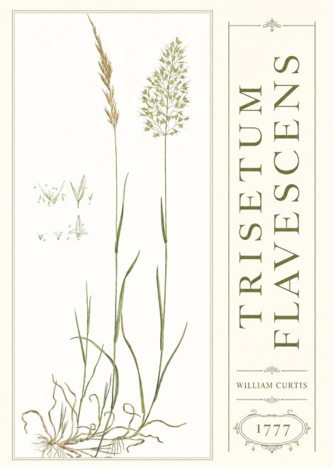 William Curtis Trisetum Flavescens I No3 - Poster