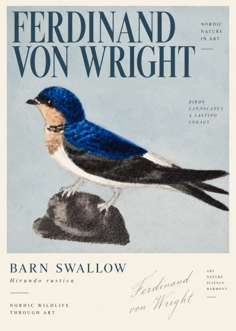 Ferdinand von Wright Swallow (Hirundo Rustica) No4 - Poster
