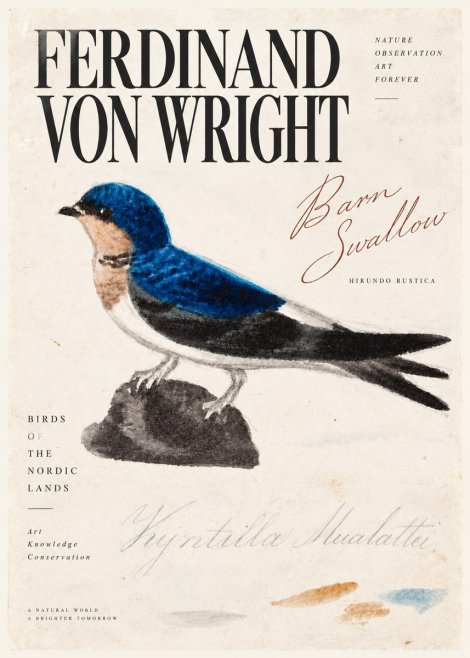 Ferdinand von Wright Swallow (Hirundo Rustica) No5 - Poster