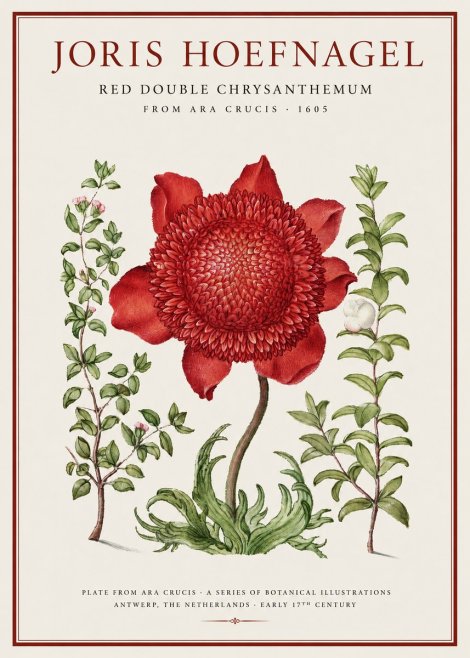 Joris Hoefnagel Red Double Chrysanthemum No1 - Poster