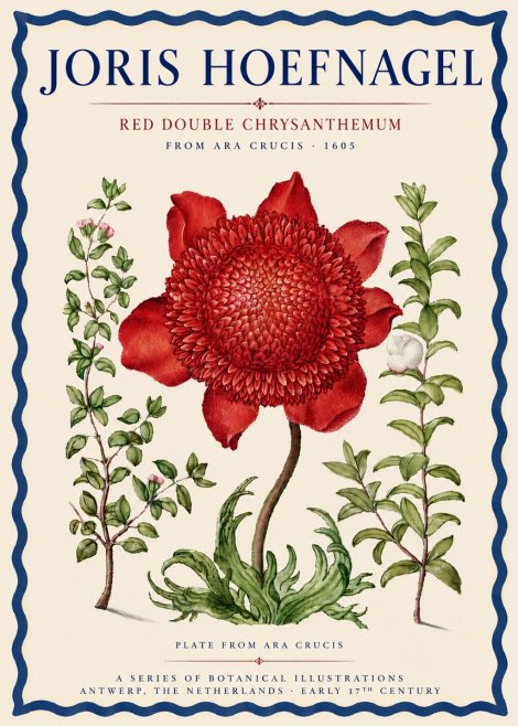 Joris Hoefnagel Red Double Chrysanthemum No3 - Poster