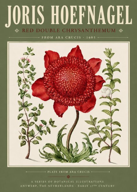 Joris Hoefnagel Red Double Chrysanthemum No4 - Poster