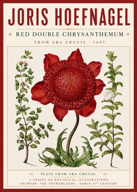 Joris Hoefnagel Red Double Chrysanthemum No5 - Poster