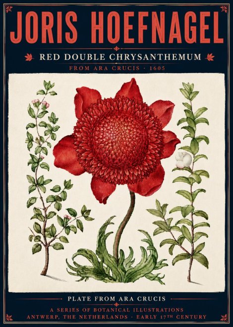Joris Hoefnagel Red Double Chrysanthemum No6 - Poster