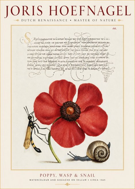 Joris Hoefnagel Poppy, Wasp & Snail No1 - Poster