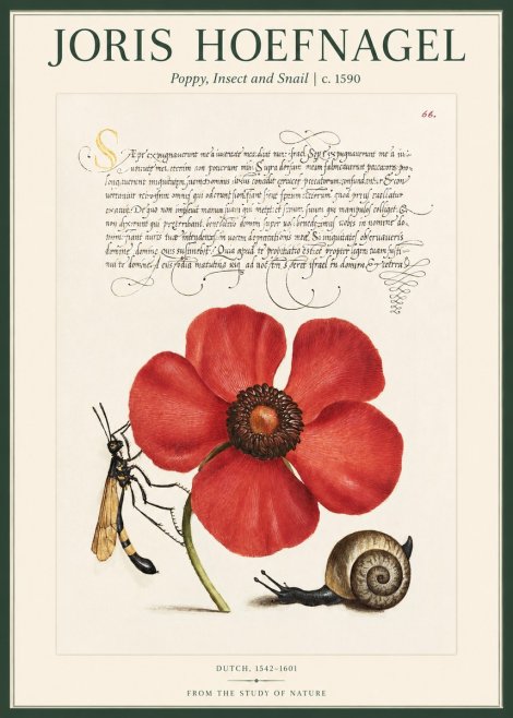 Joris Hoefnagel Poppy, Wasp & Snail No2 - Poster