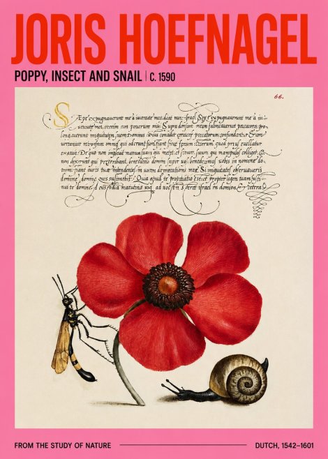 Joris Hoefnagel Poppy, Wasp & Snail No4 - Poster