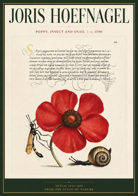 Joris Hoefnagel Poppy, Wasp & Snail No5 - Poster