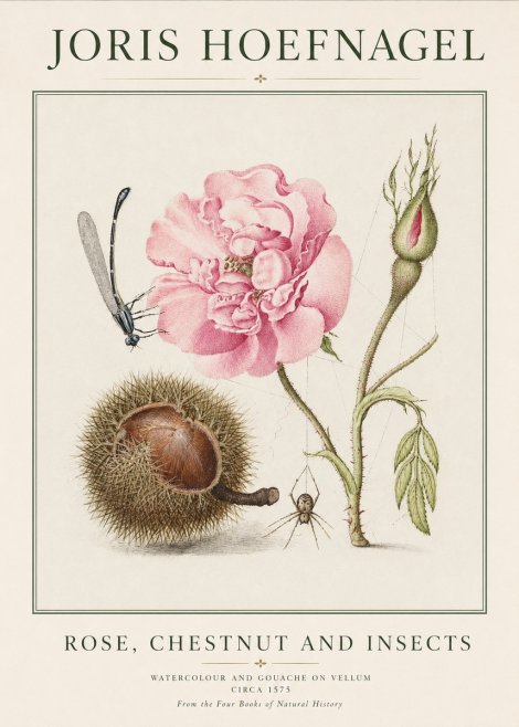 Joris Hoefnagel Rose, Chestnut and Insects No1 - Poster