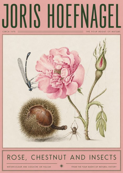 Joris Hoefnagel Rose, Chestnut and Insects No2 - Poster