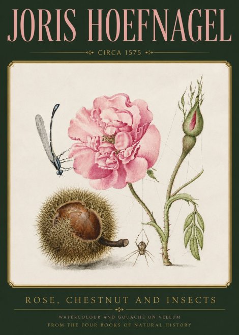 Joris Hoefnagel Rose, Chestnut and Insects No3 - Poster