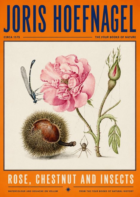 Joris Hoefnagel Rose, Chestnut and Insects No4 - Poster