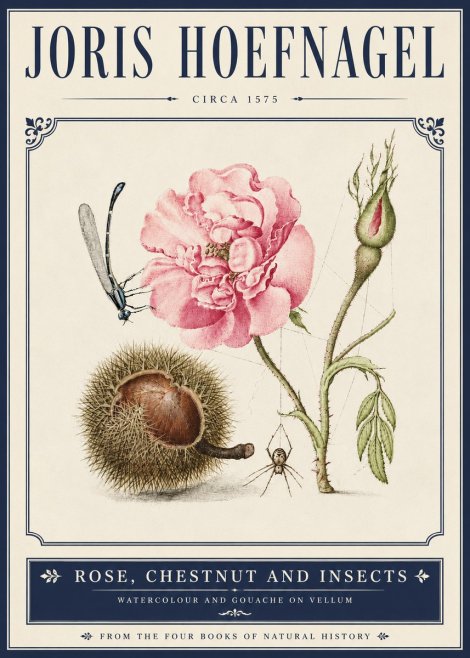 Joris Hoefnagel Rose, Chestnut and Insects No5 - Poster
