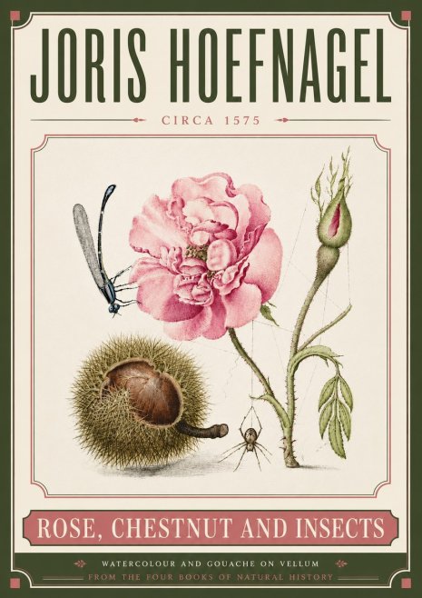 Joris Hoefnagel Rose, Chestnut and Insects No6 - Poster