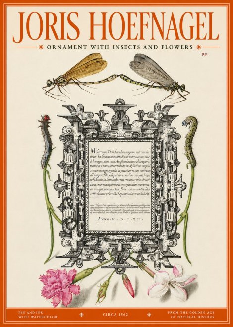 Joris Hoefnagel Ornamental Frame with Damselflies, Caterpillars and Flowers No3 - Poster
