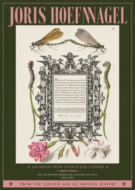 Joris Hoefnagel Ornamental Frame with Damselflies, Caterpillars and Flowers No4 - Poster
