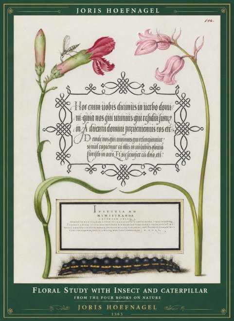 Joris Hoefnagel Floral Study with Insect and Caterpillar No1 - Poster