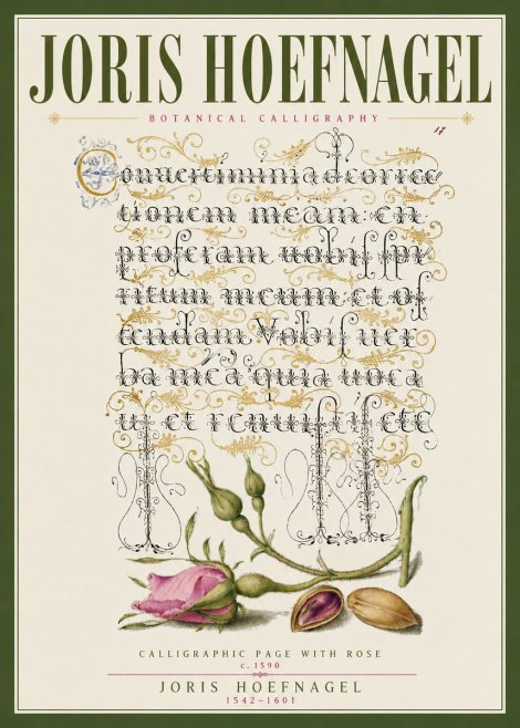 Joris Hoefnagel Calligraphic Page with Rose No3 - Poster