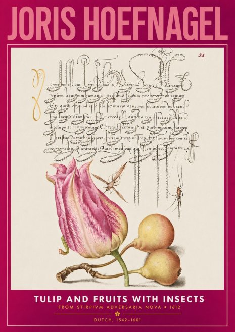 Joris Hoefnagel Tulip and Fruits with Insects No2 - Poster