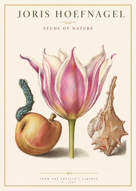 Joris Hoefnagel Tulip, Peach, Caterpillar & Seashell No2 - Poster