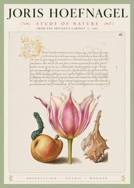 Joris Hoefnagel Tulip, Peach, Caterpillar & Seashell No4 - Poster