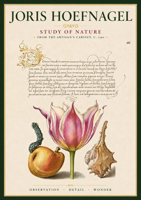 Joris Hoefnagel Tulip, Peach, Caterpillar & Seashell No6 - Poster
